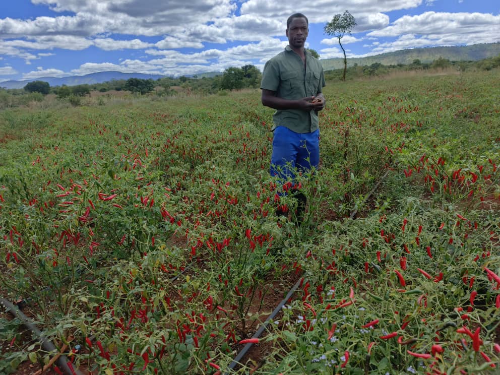 A farmer standing among African Bird's Eye chili plants at Malo Odala